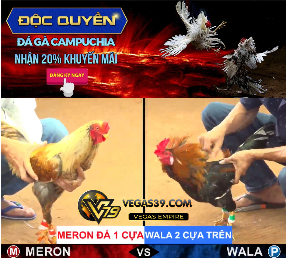 VEGAS39 là trực tiếp đá gà 100% từ trường gà Thomo Campuchia