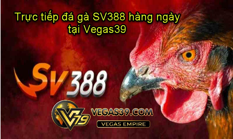 Trực tiếp đá gà SV388 hàng ngày tại Vegas39